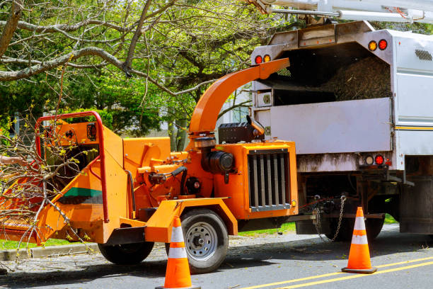 Reliable Fuller Heights, FL Tree Services Solutions